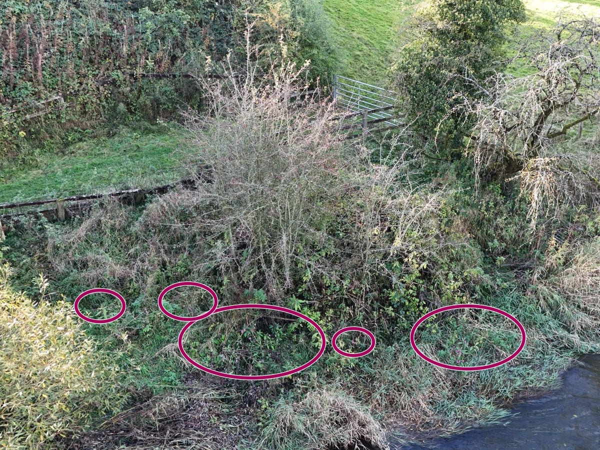 Himalayan balsam on a riverbank