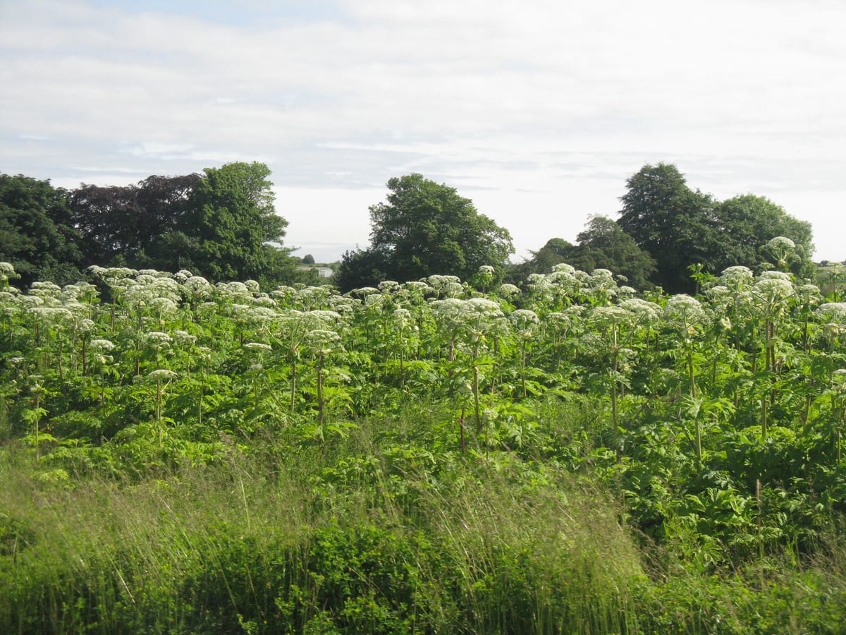 Giant hogweed