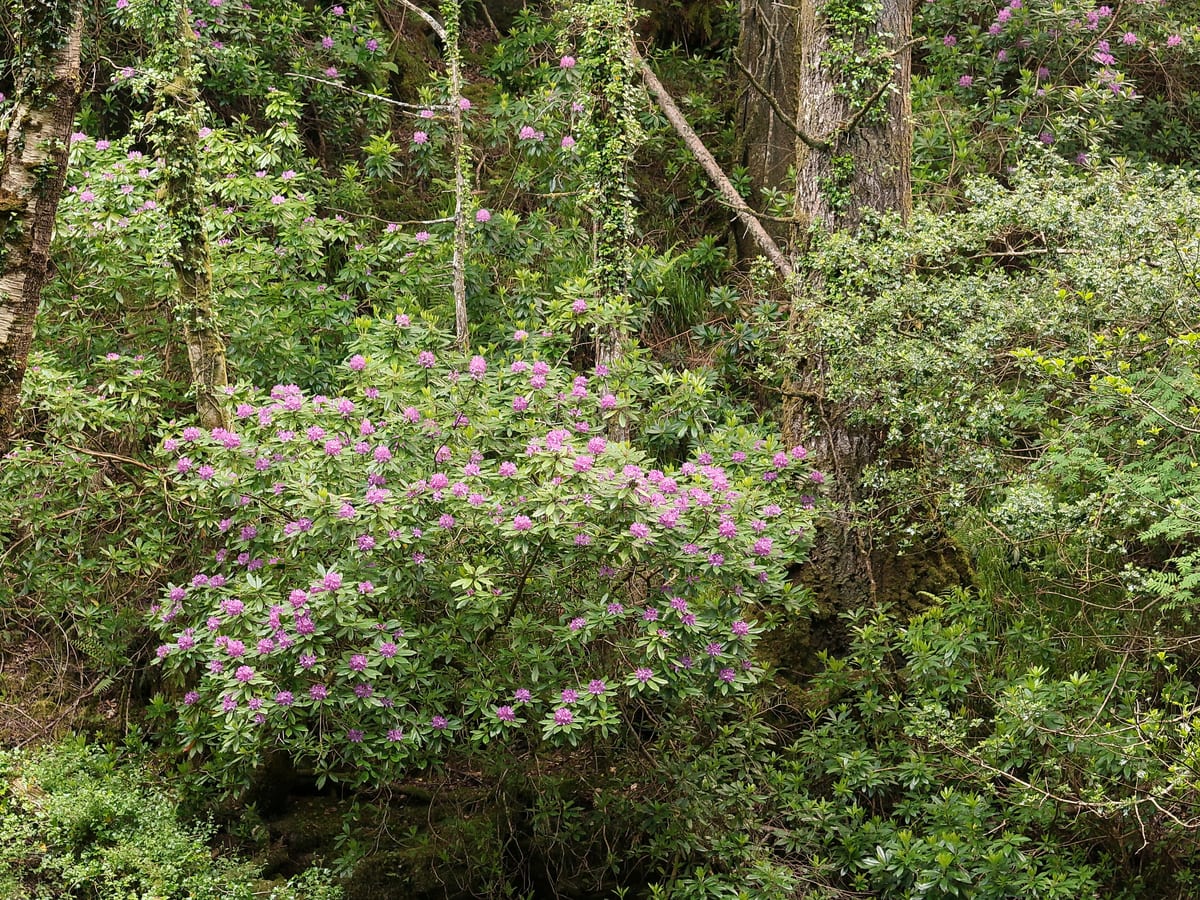 Rhododendron ponticum thicket