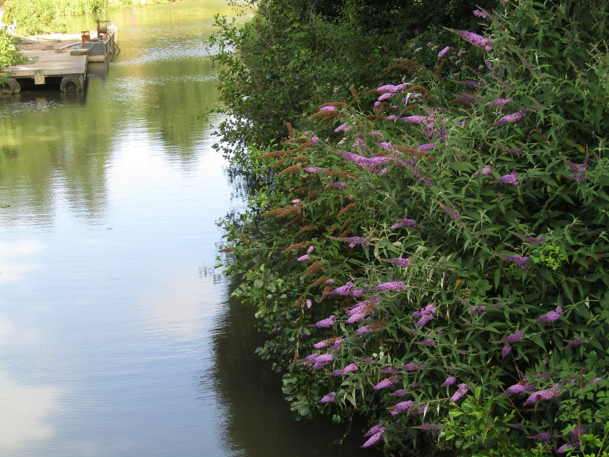 Mixed riverbank vegetation
