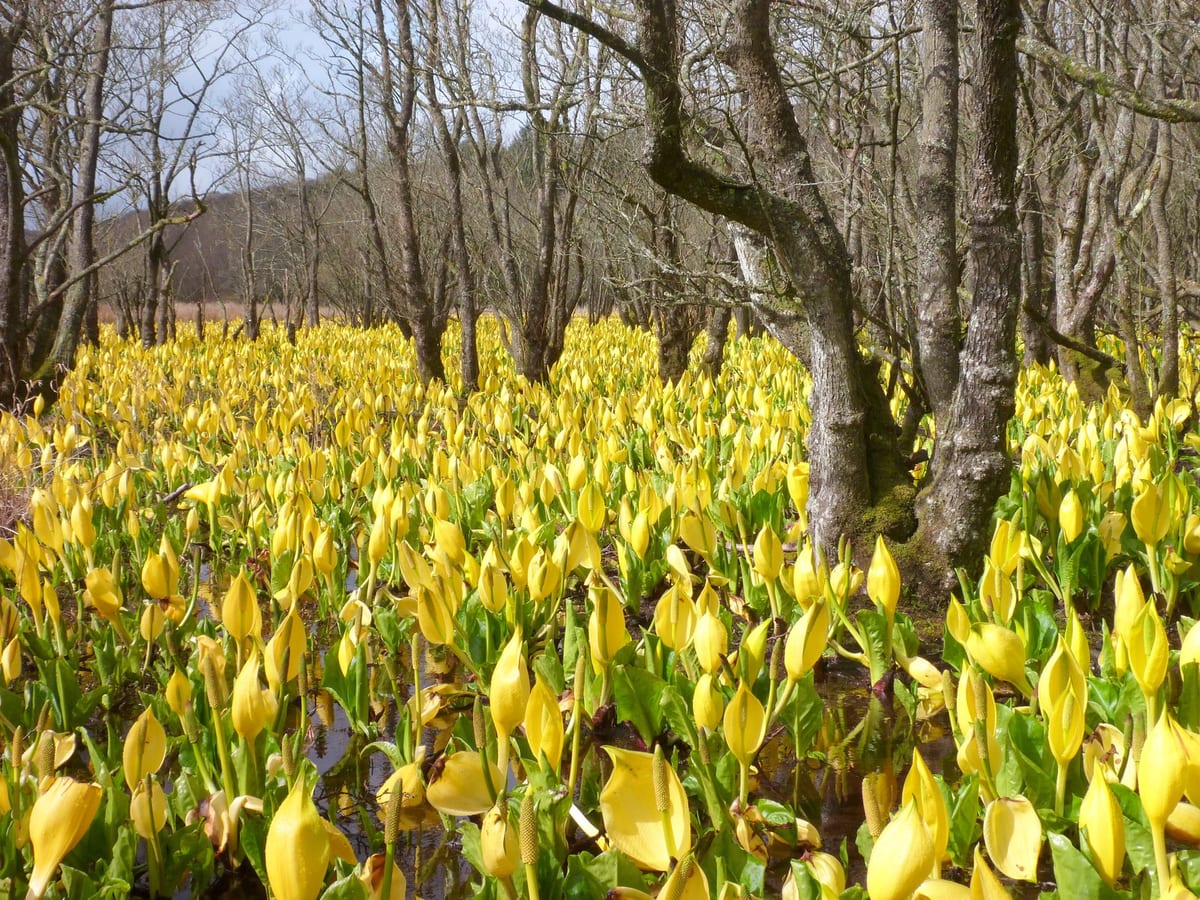 American skunk cabbage in wet woodland